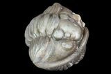 Bargain, Wide, Enrolled Flexicalymene Trilobite - Ohio #72029-1